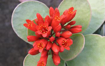 Kalanchoe scapigera – Mealy Kalanchoe Kalanchoe scapigera - Mealy Kalanchoe
