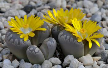 Lithops otzeniana – Living Stones Lithops otzeniana - Living Stones