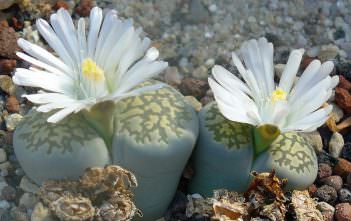 Lithops salicola – Living Stones Lithops salicola - Living Stones