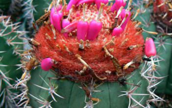 Melocactus bahiensis Melocactus bahiensis