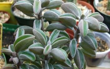 Peperomia dolabriformis var. glaucescens – Prayer Pepper Peperomia dolabriformis var. glaucescens - Prayer Pepper