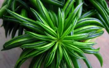 Peperomia ferreyrae – Pincushion Peperomia Peperomia ferreyrae - Pincushion Peperomia