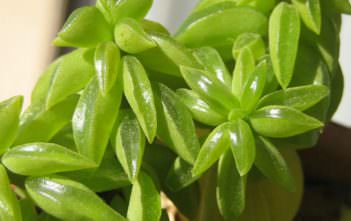 Peperomia nivalis Peperomia nivalis