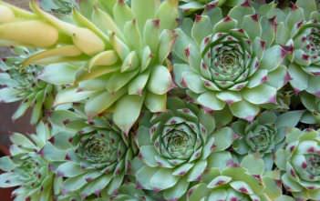 Sempervivum calcareum – Houseleek Sempervivum calcareum - Houseleek