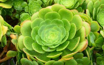 Aeonium canariense – Giant Velvet Rose Aeonium canariense - Giant Velvet Rose