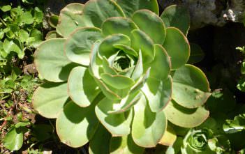 Aeonium hierrense – El Hierro Giant Houseleek Aeonium hierrense - El Hierro Giant Houseleek