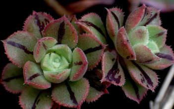 Aeonium mascaense Aeonium mascaense