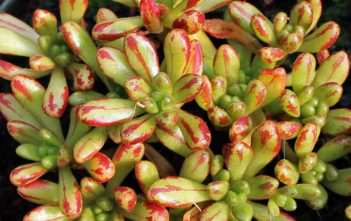 Aeonium sedifolium – Dwarf Aeonium Aeonium sedifolium - Dwarf Aeonium