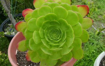 Aeonium urbicum – Saucer Plant Aeonium urbicum - Saucer Plant