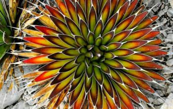 Agave pelona – Mescal Pelon Agave pelona - Mescal Pelon