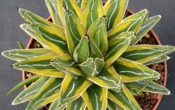 Agave victoriae-reginae ‘Golden Princess’ Agave victoriae-reginae 'Golden Princess'