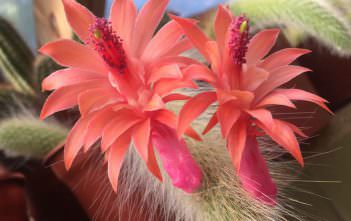 Cleistocactus winteri subsp. colademononis – Monkey’s Tail Cleistocactus winteri subsp. colademononis - Monkey's Tail