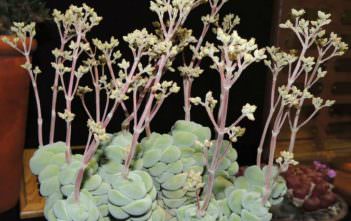 Crassula alstonii Crassula alstonii