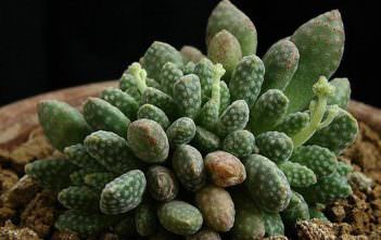 Crassula ausensis subsp. titanopsis Crassula ausensis subsp. titanopsis