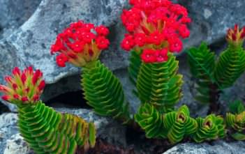 Crassula coccinea – Red Crassula Crassula coccinea - Red Crassula