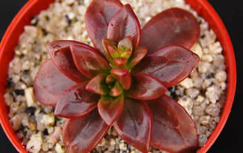 Echeveria compressicaulis Echeveria compressicaulis