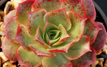 Echeveria longissima Echeveria longissima