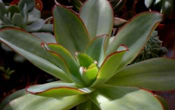 Echeveria subrigida Echeveria subrigida