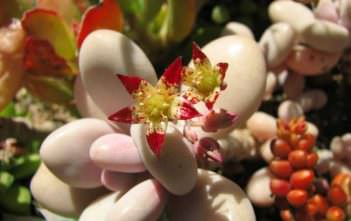 Graptopetalum amethystinum – Lavender Pebbles Graptopetalum amethystinum - Lavender Pebbles