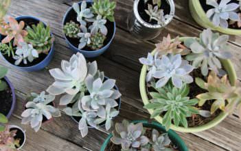 Tips for Growing and Propagating Succulents Growing and Propagating Succulents