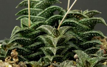 Haworthia nigra – Black Haworthia Haworthia nigra - Black Haworthia