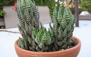 Haworthia reinwardtii – Zebra Wart Haworthia reinwardtii - Zebra Wart