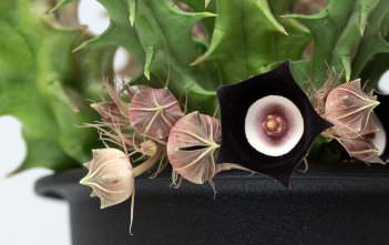 Huernia oculata Huernia oculata