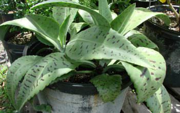 Kalanchoe gastonis-bonnieri – Donkey Ears Kalanchoe gastonis-bonnieri - Donkey Ears