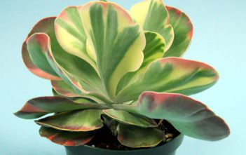 Kalanchoe luciae ‘Fantastic’ – Variegated Paddle Plant Kalanchoe luciae 'Fantastic'