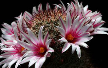 Mammillaria fraileana Mammillaria fraileana