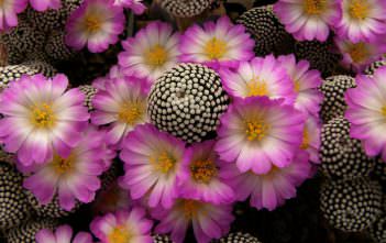 Mammillaria luethyi Mammillaria luethyi