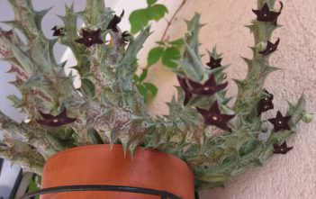 Orbea decaisneana subsp. hesperidum Orbea decaisneana subsp. hesperidum