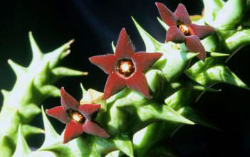 Orbea decaisneana Orbea decaisneana