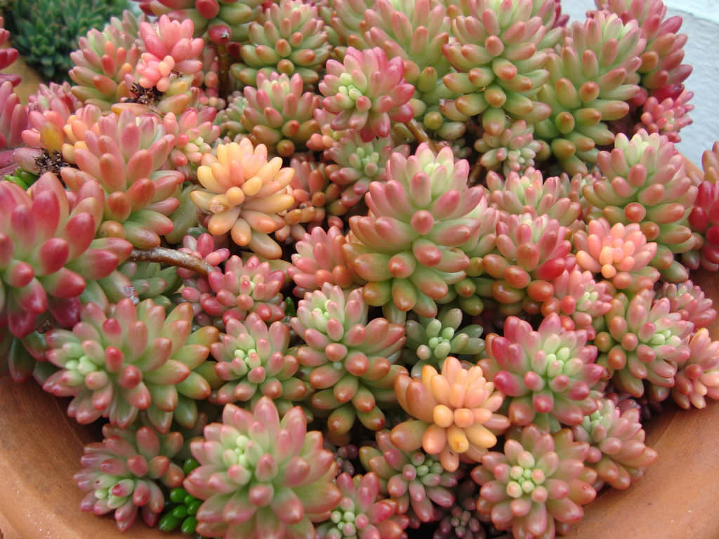 Sedum rubrotinctum 'Aurora' - Pink Jelly Bean | World of Succulents