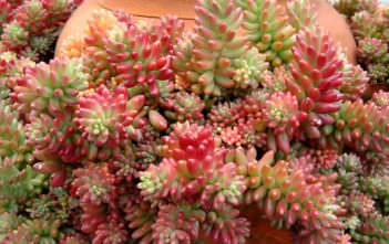 Sedum rubrotinctum ‘Aurora’ – Pink Jelly Bean Sedum rubrotinctum 'Aurora' - Pink Jelly Bean