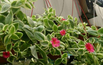 Aptenia cordifolia ‘Variegata’ – Variegated Hearleaf Ice Plant Aptenia cordifolia 'Variegata' - Variegated Hearleaf Ice Plant