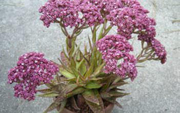 Crassula alba var. parvisepala Crassula alba var. parvisepala