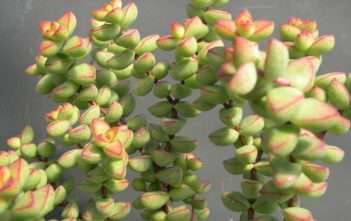 Crassula brevifolia Crassula brevifolia