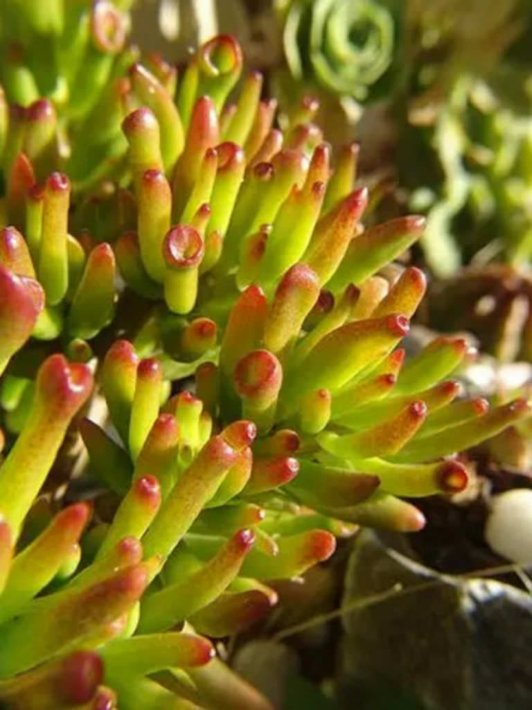 Crassula ovata 'Skinny Fingers' World of Succulents