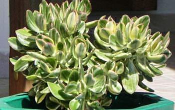 Crassula ovata ‘Variegata’ – Variegated Jade Plant Crassula ovata 'Variegata' - Variegated Jade Plant