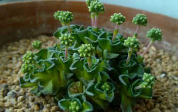 Crassula susannae Crassula susannae