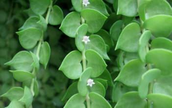 Dischidia ruscifolia – Million Hearts Dischidia ruscifolia - Million Hearts