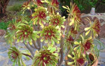How to Divide and Propagate an Aeonium Divide and Propagate an Aeonium