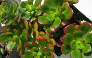 Echeveria multicaulis – Copper Rose Echeveria multicaulis - Copper Rose