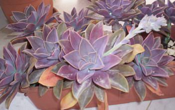Graptoveria ‘Fred Ives’ Graptoveria 'Fred Ives'