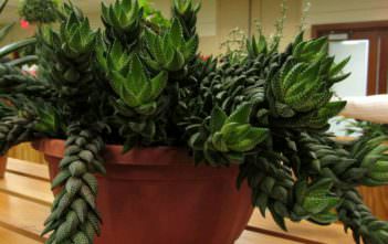 Haworthia coarctata Haworthia coarctata