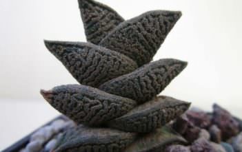 Haworthia nigra var. diversifolia Haworthia nigra var. diversifolia