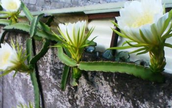 Hylocereus trigonus – Strawberry Pear Hylocereus trigonus - Strawberry Pear