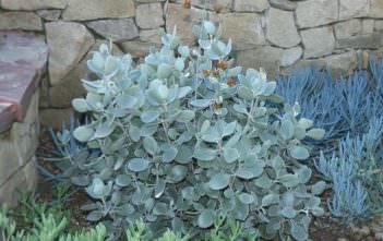 Kalanchoe bracteata – Silver Teaspoons Kalanchoe bracteata - Silver Teaspoons