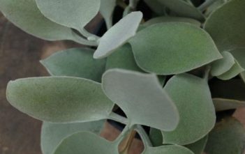 Kalanchoe hildebrandtii – Silver Teaspoons Kalanchoe hildebrandtii - Silver Teaspoons